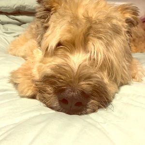 Meet your Posher, Roxie